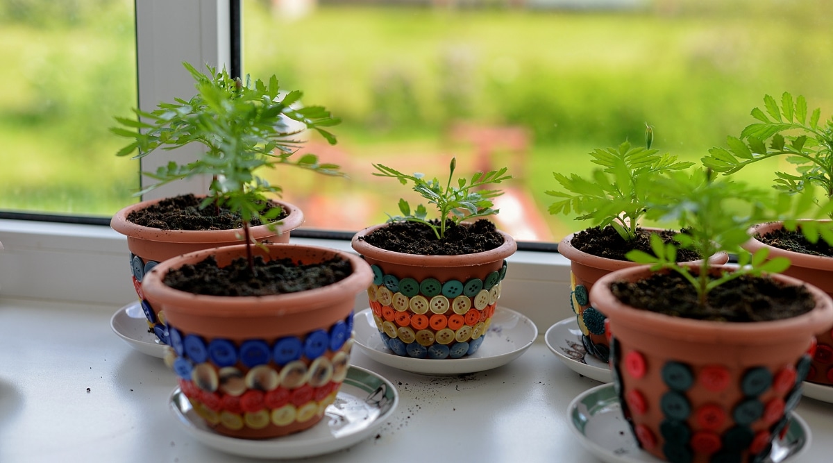 En una maceta marrón con diseños de botones coloridos, crecen varias pequeñas plantas en macetas.  Debajo de las macetas hay platillos blancos y redondos para plantas.  Todos ellos se colocan en un alféizar de la ventana.