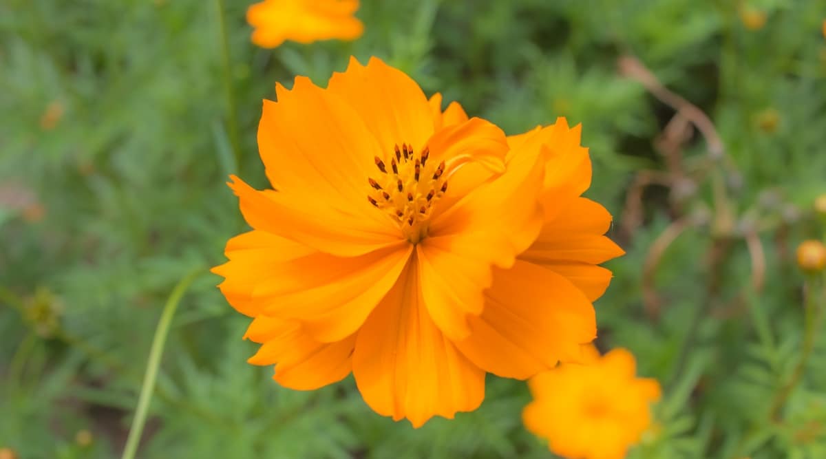 Primer plano de una flor de luces brillantes que tiene un color naranja brillante con un centro marrón oscuro.  Los pétalos son ligeramente puntiagudos y se superponen, dando a las flores un aspecto lleno y esponjoso. 