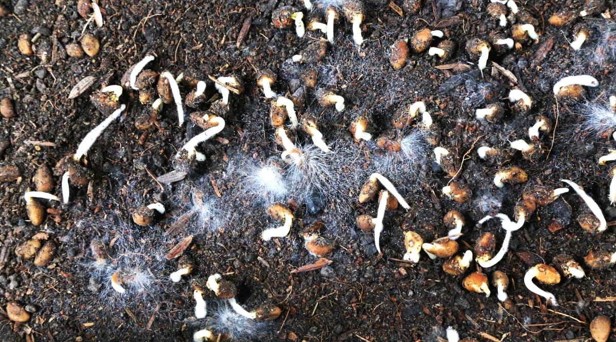 Vista superior, primer plano de las semillas en una bandeja con una mezcla de tierra húmeda, afectadas por una enfermedad fúngica: amortiguamiento.  Las semillas son ovaladas y marrones con pequeños brotes blancos.  El suelo está cubierto de moho blanco.