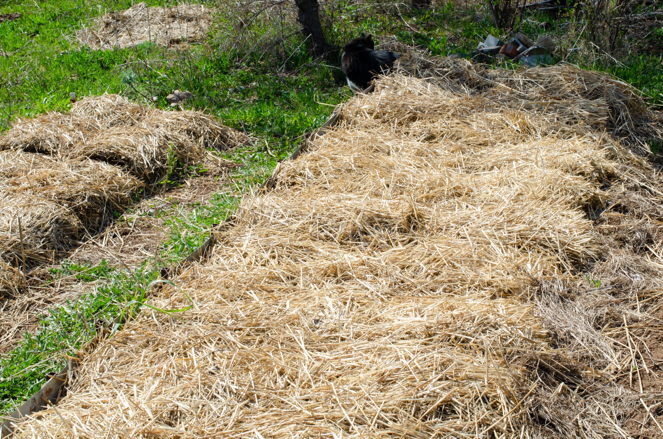 En la cama de jardín rectangular, se ve una densa capa de tallos de heno blancos huecos y secos.