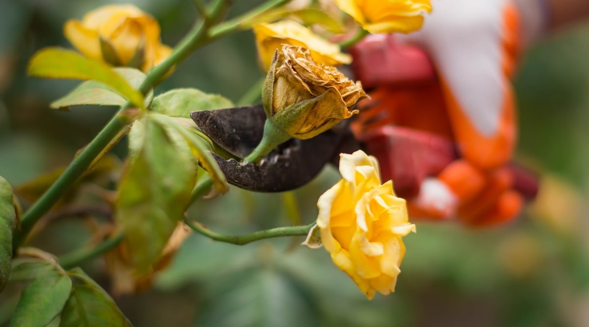 Jardinero recortando la cabeza de una rosa del arbusto en el jardín con tijeras de podar.  Las flores son amarillas.