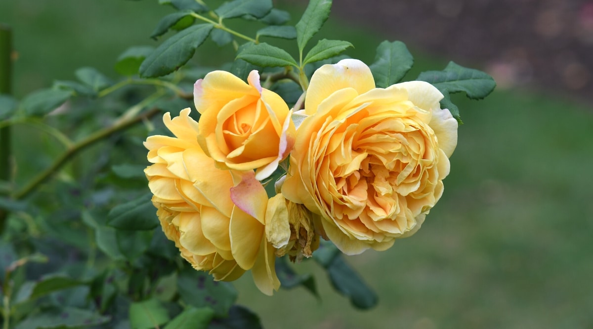 Primer plano de una rosa floreciente 'Celebración Dorada' contra un fondo verde borroso.  Las flores son grandes, exuberantes, dobles, con pétalos erizados de color dorado miel.