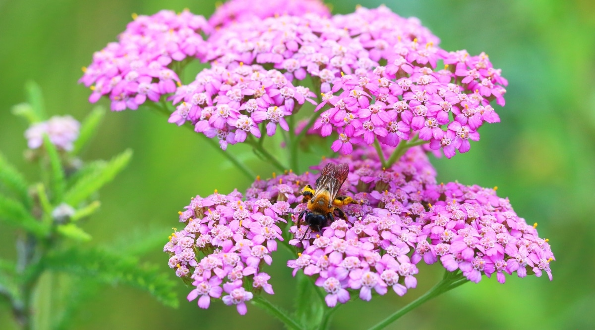 La abeja melífera está polinizando una planta de milenrama rosa.  La planta tiene muchos capullos de flores rosadas que salen de la parte superior de la planta y la abeja se sienta en el centro.
