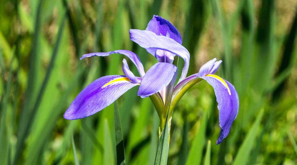 Primer plano de una flor Iris brevicaulis 'Zigzag' contra un fondo verde borroso.  La flor es grande y consta de caídas largas, ovaladas y angostas de color púrpura con señales amarillas y estandartes curvos de color púrpura.