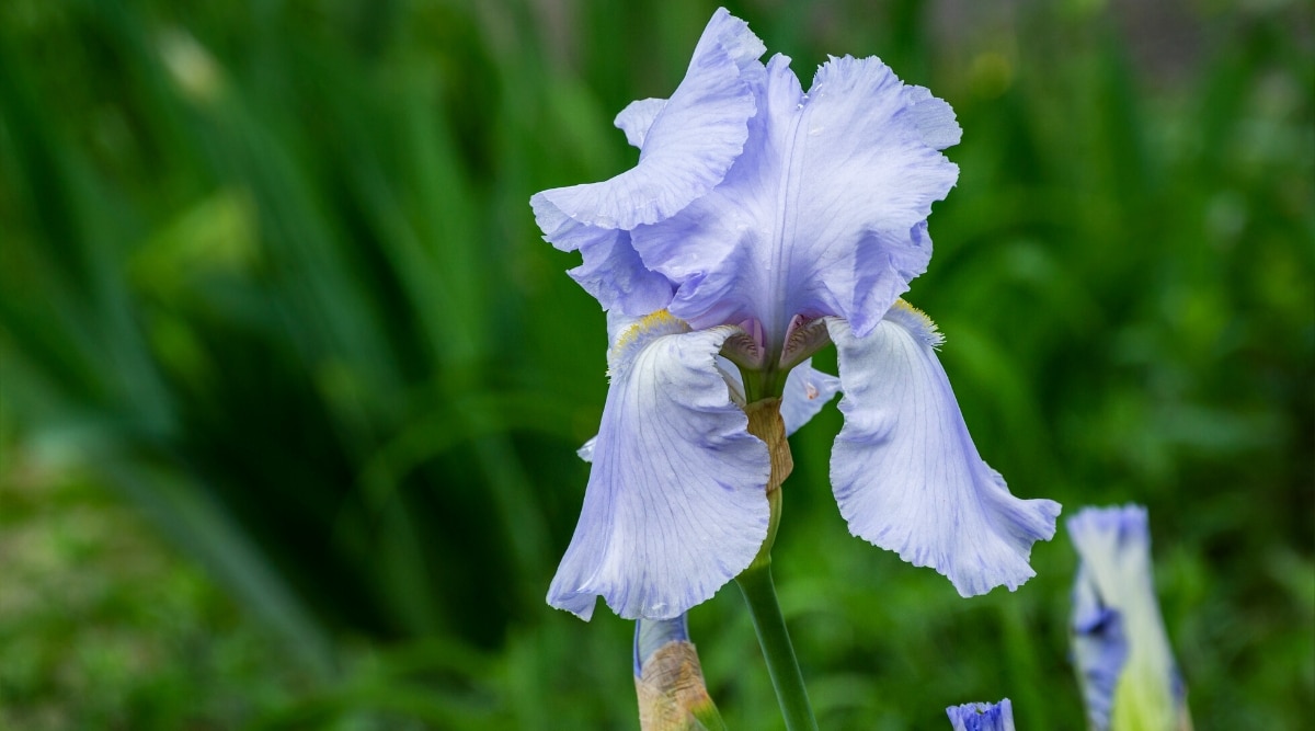 Iris germanica 'Above the Clouds' flor contra un fondo verde oscuro borroso.  La flor tiene hermosos pétalos colgantes (caídas) ovalados de un color azul cielo con venas oscuras y pétalos estándar mirando hacia arriba del mismo color.