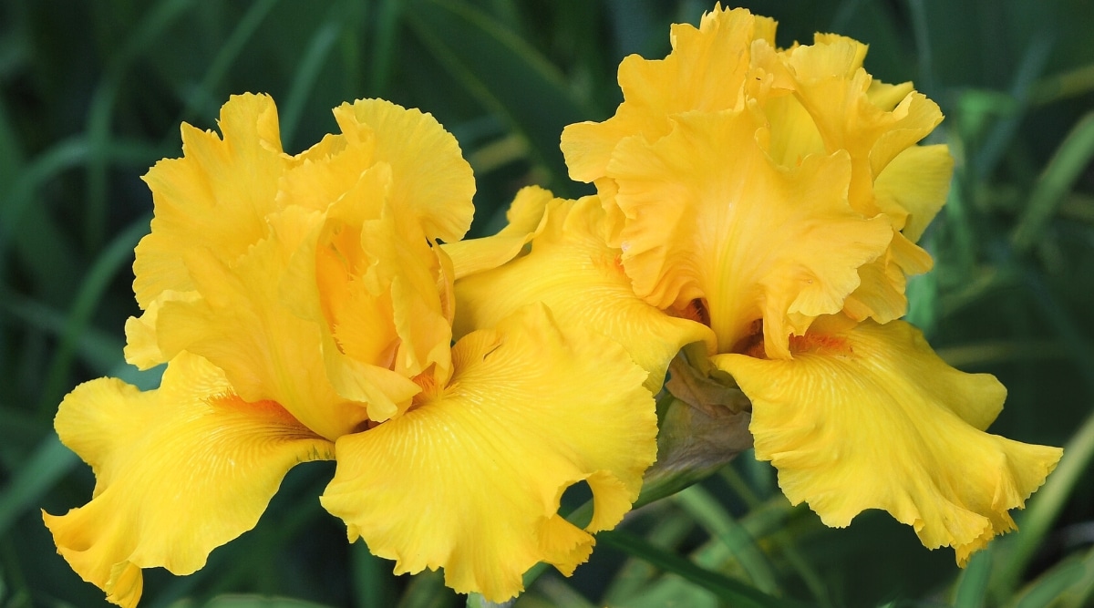 Dos flores de Iris germanica 'Acapulco Gold' contra un fondo verde frondoso borroso.  Las flores son grandes, brillantes, de color amarillo dorado con grandes pétalos rizados.