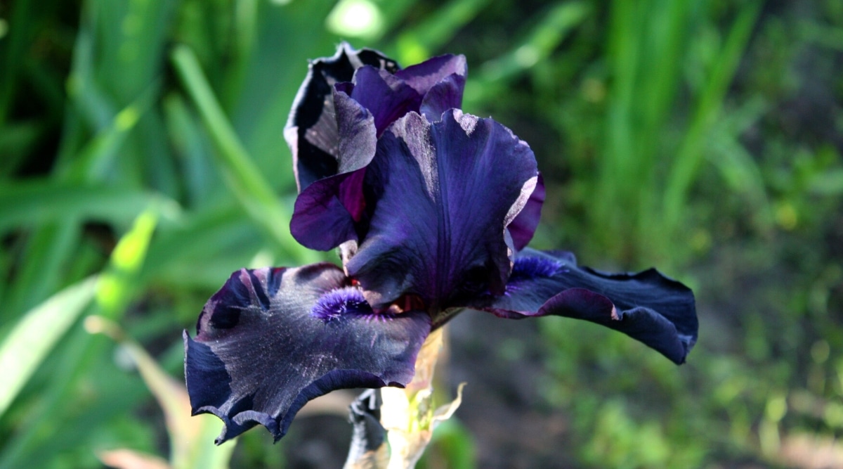 Primer plano de una flor de Iris germanica 'antes de la tormenta' en un jardín soleado, contra un fondo borroso de follaje.  La flor es grande, de color púrpura como la tinta, con tres pétalos caídos y ligeramente ondulados (caídas) y tres pétalos estándar dirigidos hacia arriba.  Los pétalos tienen venas de color púrpura oscuro hacia la base y barbas de color negro púrpura.