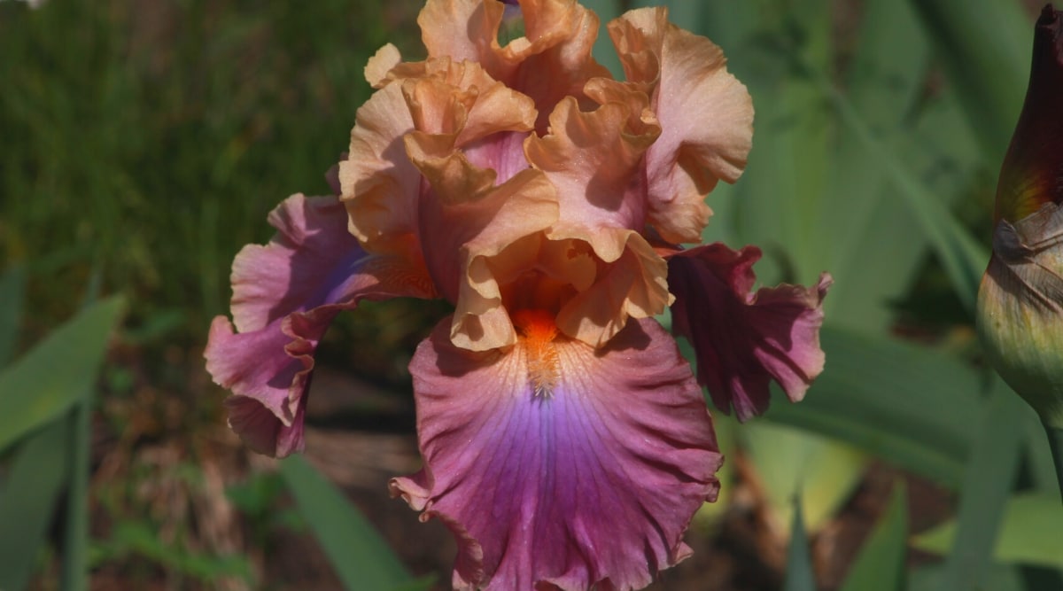 Primer plano de una flor de Iris germanica 'Chasing Rainbows' en un jardín soleado.  La flor es grande, tiene grandes estandartes de melocotón ondulados con centros rosados ​​y grandes cascadas de color vid con un borde de melocotón.