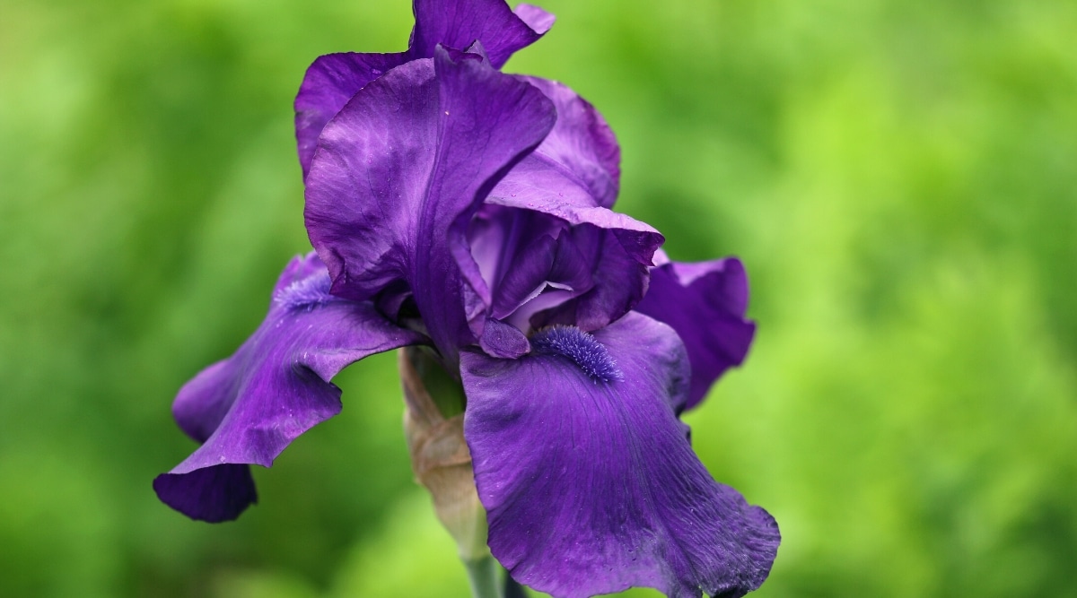 Las flores son de un intenso color púrpura real y miden en promedio 6 pulgadas de alto en este impresionante cultivar alemán.  Los estandartes están erguidos y agrupados apretadamente sobre caídas abiertas más sueltas, pero todos comparten el mismo tono intenso.  Las barbas son de color púrpura oscuro.