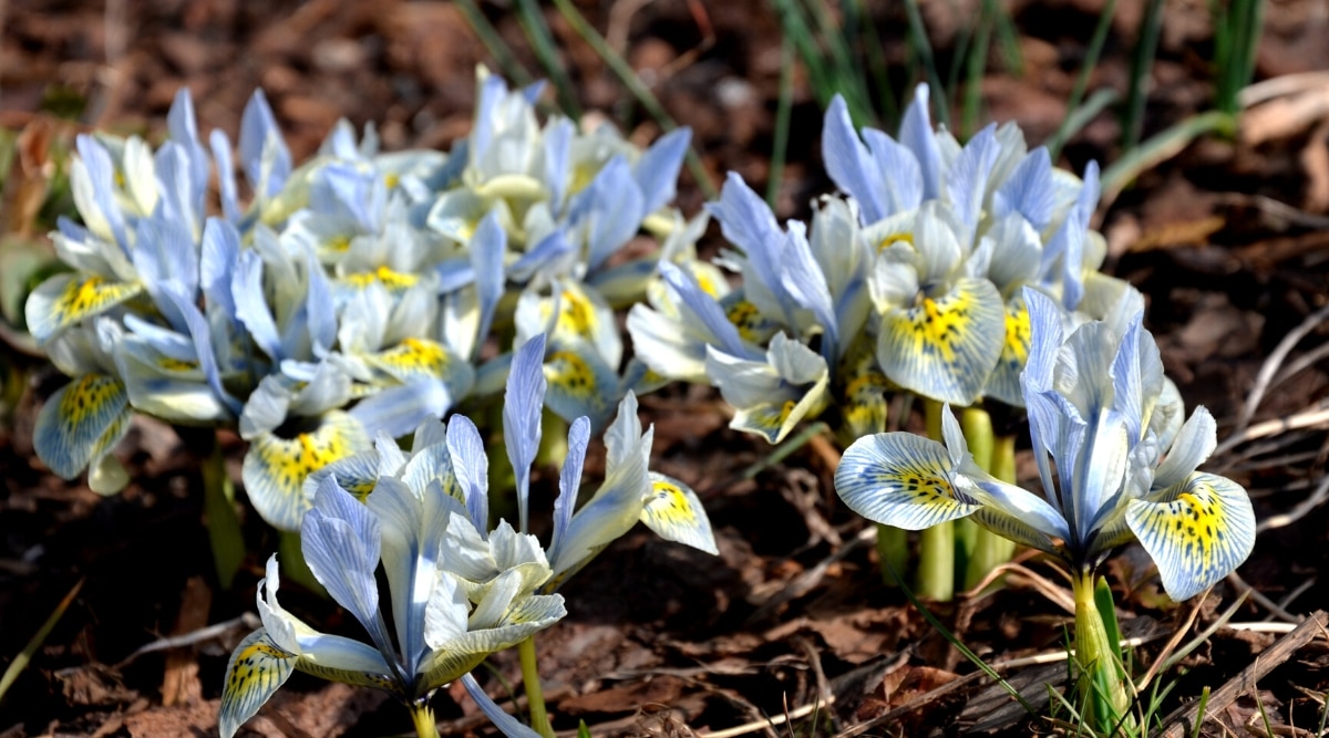 Primer plano de iris florecientes histrioides 'Katharine Hodgkin' en un jardín soleado.  Este cultivar enano tiene tallos cortos con exuberantes flores blancas veteadas con centros azules, amarillos brillantes y puntos de señal negros.