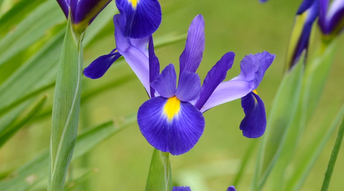Primer plano de una flor Iris hollandica 'Blue Magic' contra un fondo verde borroso.  La flor es grande, tiene tallos largos y planos con puntas onduladas y caídas en forma de corazón, de color morado oscuro con marcas amarillas brillantes en el centro.