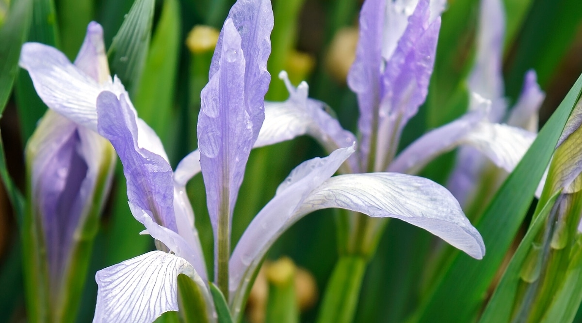 Primer plano de una flor Iris lactea 'Milky Iris' contra un telón de fondo de iris florecientes y follaje verde brillante, delgado y lineal.  La flor es pequeña, tiene caídas angostas y ovaladas y estandartes morados con venas lavanda pálidas.