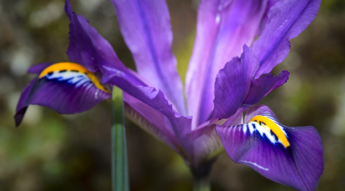 Primer plano de una flor de Iris reticulata 'Scent Sational' contra un fondo borroso.  La flor es grande, tiene un estandarte recto, angosto, de color púrpura brillante y pétalos ovalados de color púrpura brillante, con centros blancos, pecas moradas y una banda amarilla en la nervadura central.