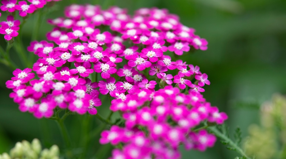 Primer plano de un racimo de pequeñas flores de color rosa brillante con centros de color blanco brillante.