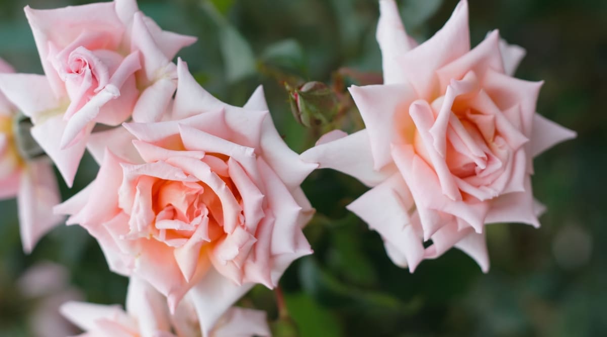 Primer plano de rosas florecientes 'Jean Kenneally' contra un fondo verde oscuro borroso.  Las flores son pequeñas, dobles, de color rosa albaricoque con pétalos torcidos hacia atrás.