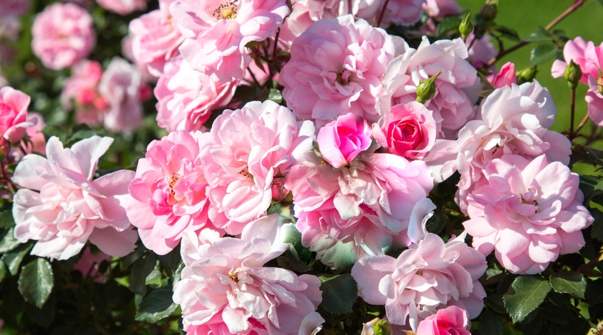 Primer plano de un arbusto de rosas 'Jeanne Lajoie' profusamente floreciente en un jardín soleado.  Las flores son pequeñas, dobles, consisten en pétalos ovalados con volantes de color rosa pálido.