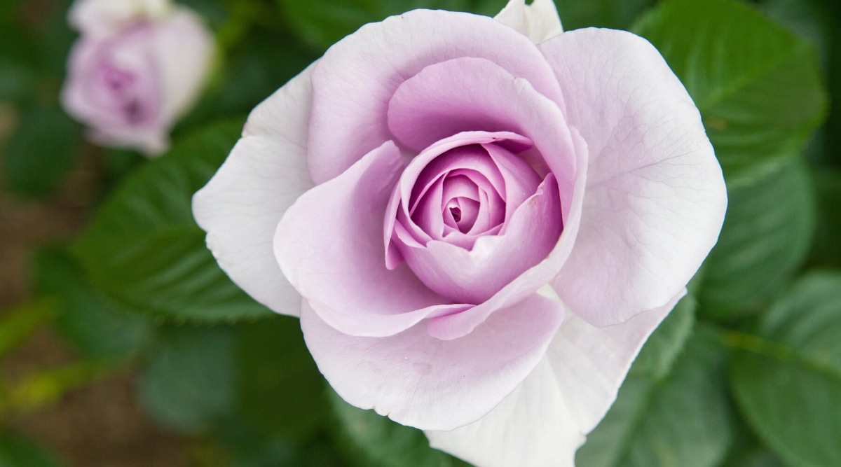 Vista superior, primer plano de la flor de la rosa 'Le Petit Prince' contra un fondo borroso de hojas verdes.  La flor es de tamaño mediano, doble, tiene delicados pétalos de lavanda.