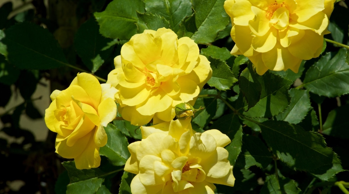 Primer plano de un arbusto floreciente 'Lemon Drop' en un jardín soleado.  Las flores son pequeñas, dobles, constan de pétalos redondeados de color amarillo limón, con estambres dorados.