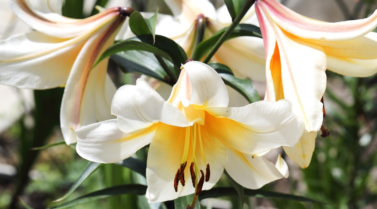 Primer plano de las flores de Lilium (trompeta oriental) 'Miss Peculiar' en un jardín soleado.  Las flores son grandes, en forma de embudo, blancas con estrellas de color amarillo dorado en la garganta.  Los estambres sobresalen de los centros con anteras de color rojo herrumbroso.
