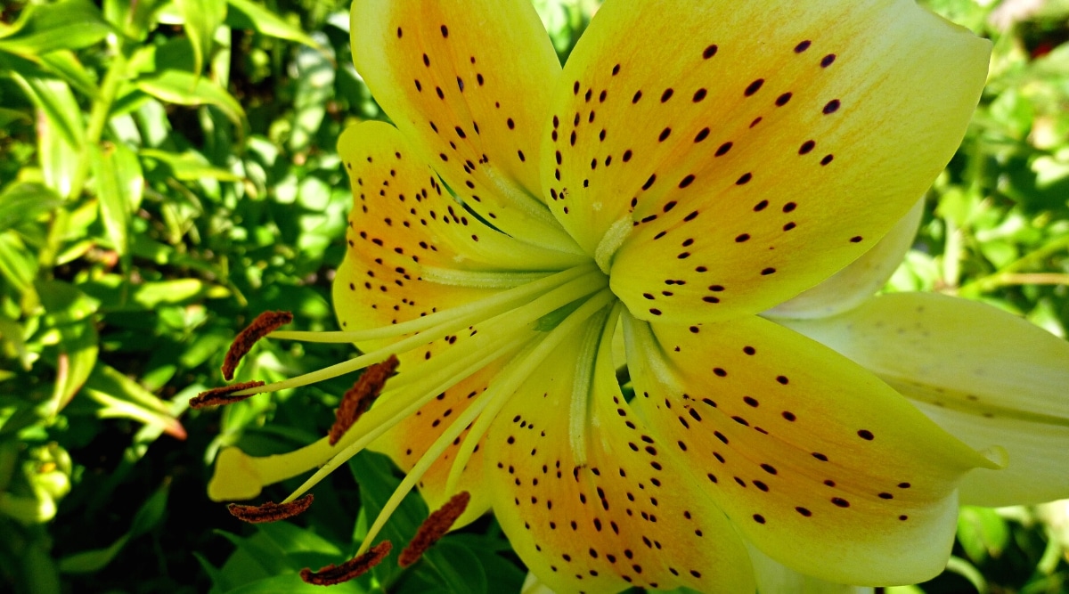 Primer plano de una flor abierta de Lilium (asiático) 'King Pete' contra un fondo borroso en un jardín soleado.  La flor es grande, en forma de copa, abierta, los pétalos son de color amarillo pálido con manchas de pandarin y pecas de color marrón claro.