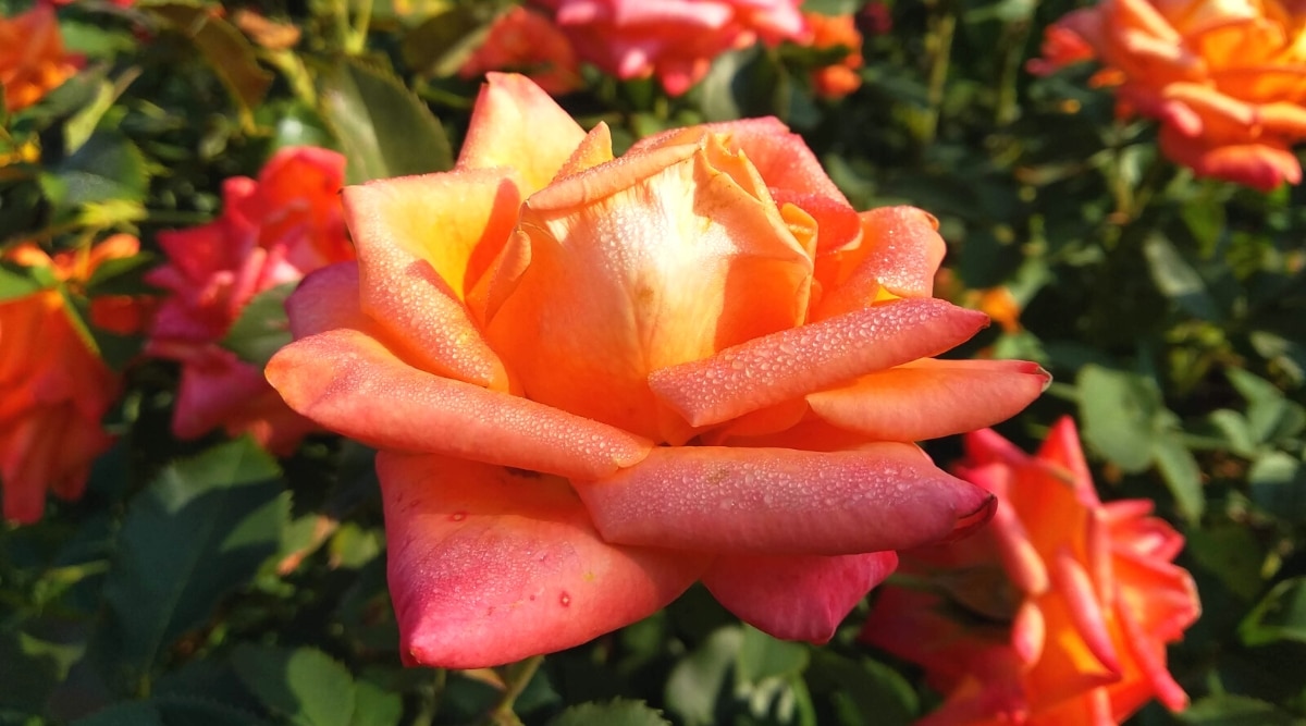 Rosa floreciente 'Mardi Gras' en un jardín soleado.  El arbusto es exuberante, cubierto de hojas dentadas ovaladas de color verde oscuro y flores dobles grandes y exuberantes en tonos cálidos de amarillo, albaricoque, rosa y rojo cereza.Los pétalos están cubiertos de gotas de rocío.