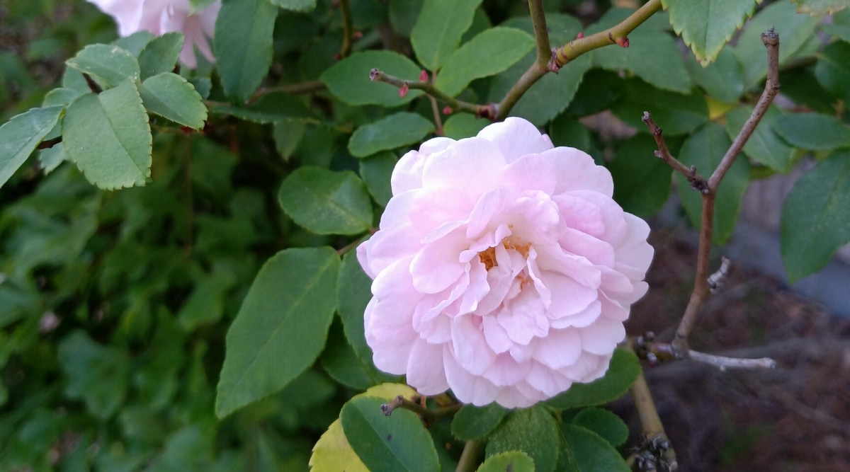 rosa claro grande flor con capas, de pétalos superpuestos y rizados.