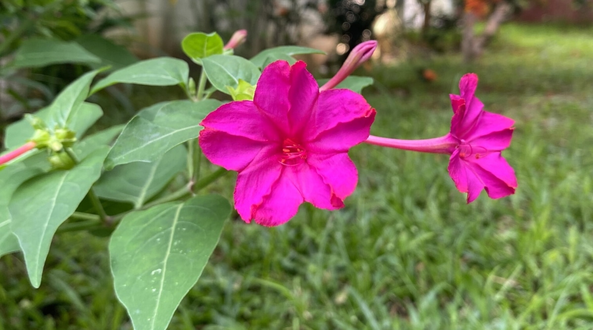 Primer plano de una planta floreciente de Mirabilis multiflora contra un fondo de jardín borroso.  La planta tiene pequeñas flores tubulares abiertas de color rosa púrpura y grandes hojas ovaladas de color verde pálido con puntas afiladas.