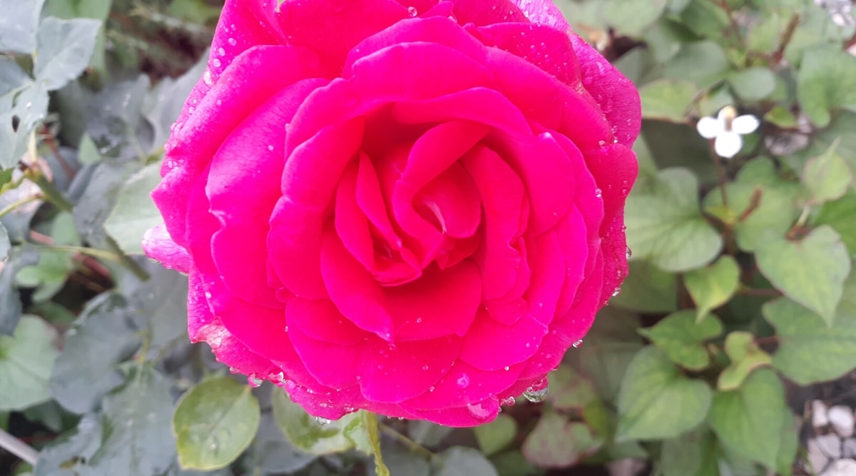 Primer plano de flores de color rosa brillante con capas de pétalos redondeados que se curvan ligeramente en las puntas.