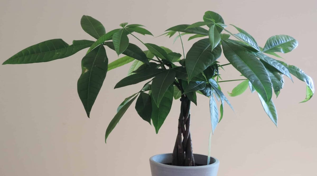 Primer plano de la planta Money Tree con hojas verdes exuberantes, en forma de mano y brillantes que están unidas en su tallo marrón trenzado.  Se cultiva en maceta gris y se coloca sobre un fondo crema.