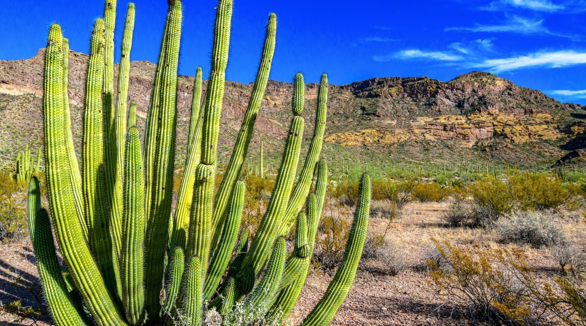 Primer plano de Stenocereus thurberi cactus en el parque nacional.  La planta tiene tallos cilíndricos altos, densos, carnosos, de color verde brillante, cuyas nervaduras están cubiertas con pequeñas espigas afiladas.