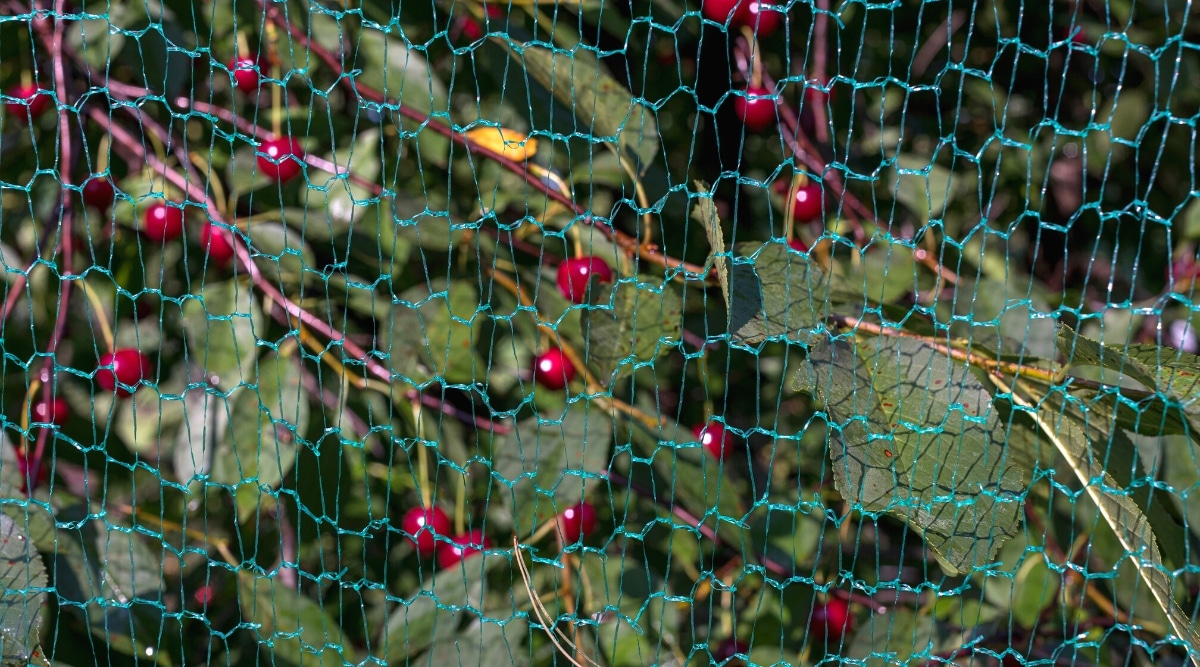 Primer plano de una barrera de red física para mantener a las aves alejadas de un cerezo en un jardín soleado.  La red es verde, delgada, con agujeros cuadrados.  El árbol tiene hermosas cerezas maduras y redondeadas de color rojo brillante.  Las hojas son de color verde oscuro, ovaladas, oblongas.