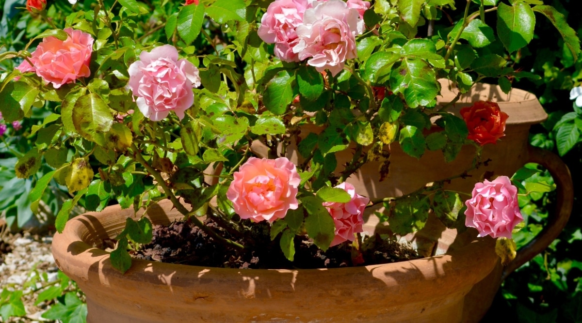 Flores rosas y rojas que crecen en macetas de terracota.  Hay varias flores floreciendo que son rosadas con bordes ondulados en los pétalos.