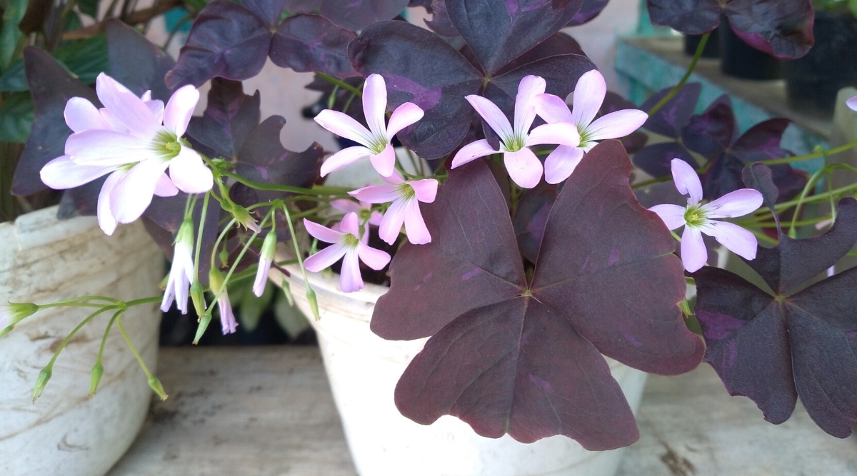 Planta en maceta con hojas grandes en forma de trébol de color púrpura oscuro con flores más pequeñas de color rosa claro.