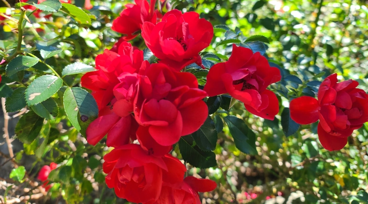 Primer plano de rosas Knock Out florecientes en un jardín soleado.  El arbusto tiene hojas ovaladas de color verde oscuro con bordes dentados, algunas de las cuales están manchadas de negro y marrón.  Las flores son pequeñas, sueltas, semidobles, consisten en pétalos delgados, redondeados, de color rojo brillante y estambres oscuros.