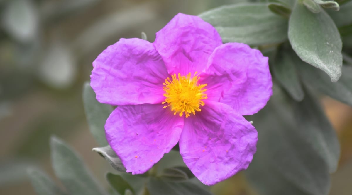 Primer plano de una flor de color rosa brillante que tiene cinco pétalos planos, redondeados, parecidos al papel y un centro puntiagudo de color amarillo brillante.
