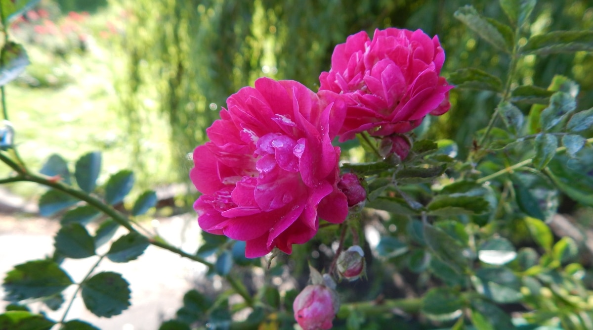 Primer plano de una rosa floreciente 'Burlesque' frente a un jardín verde.  Las flores son grandes, dobles, con pétalos rosas erizados.  Las hojas son pinnadas compuestas de color verde oscuro con folíolos ovalados con bordes dentados.