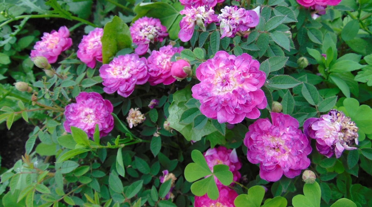 Rosa Pompon de Bourgogne crece en el jardín con flores de color púrpura brillante.  Las rosas están en plena floración y hay follaje verde en la base de la planta.