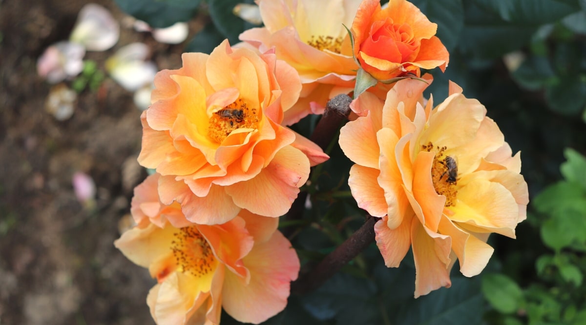 Primer plano de rosas florecientes 'Suñorita' en un jardín con abejas.  Las flores son de tamaño mediano, semidobles, con pétalos ondulados que comienzan en naranja y se desvanecen en tonos de amarillo, albaricoque y rosa.