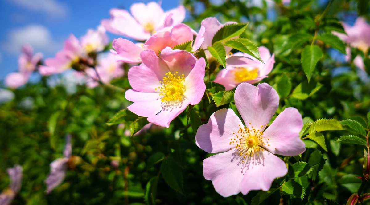 Cerca de varias flores de color rosa claro que crecen en un arbusto.  Cada flor tiene cinco pétalos en forma de corazón con un centro puntiagudo de color amarillo brillante.