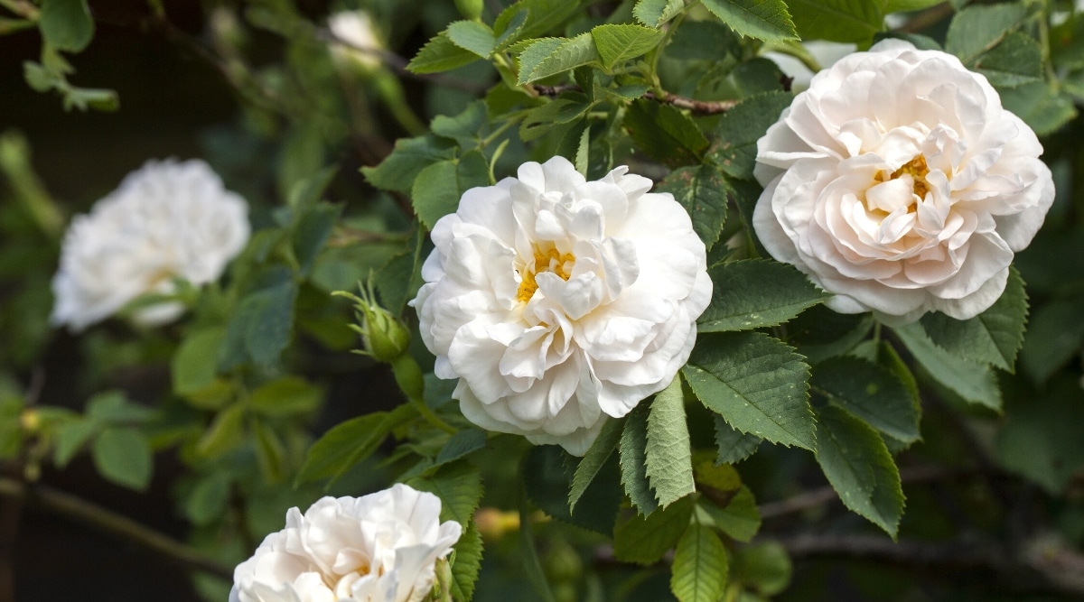 Primer plano de un arbusto floreciente Rosa 'Alba Maxima' en un jardín soleado.  Las flores son grandes, dobles, blancas con estambres dorados.  Las hojas son de color verde oscuro, ovaladas, con bordes dentados.