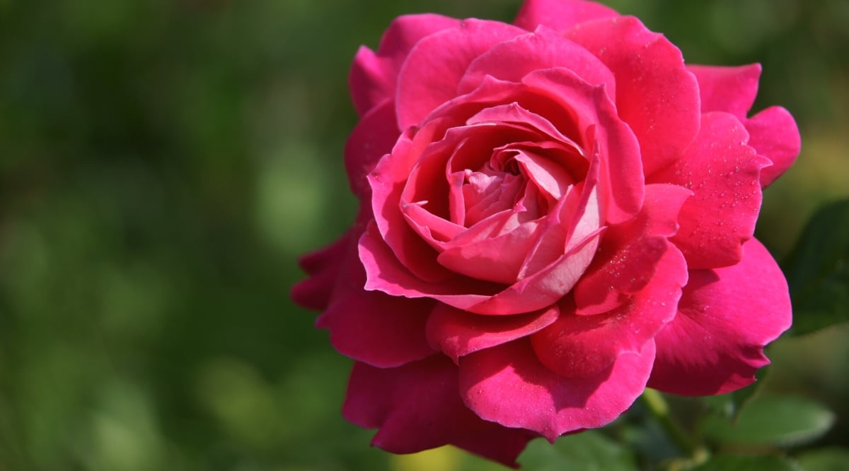 Primer plano de una flor de rosa 'General Jacqueminot' contra un fondo verde borroso.  La flor es grande, de color rojo carmesí con grandes pétalos redondeados, con un dorso rosa pálido.  Los pétalos están estrechamente espaciados entre sí.