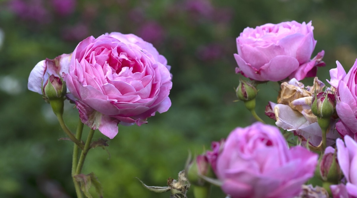 Primer plano de las flores de Rosa 'Reine Victoria' contra un fondo verde borroso. Las flores son grandes, exuberantes, dobles, en forma de copa, con pétalos rosados ​​densamente dispuestos en varias capas.