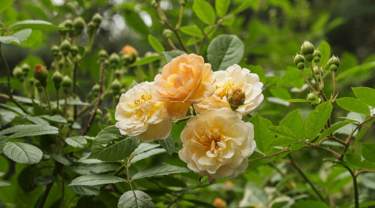 Primer plano de 4 rosas ''Rêve d'Or'' en plena floración rodeadas de hojas de color verde oscuro y tallos trepadores.  Las flores son pequeñas, dobles, tienen pétalos dorados cremosos dispuestos en varias filas.  Las hojas son ovaladas con bordes aserrados.