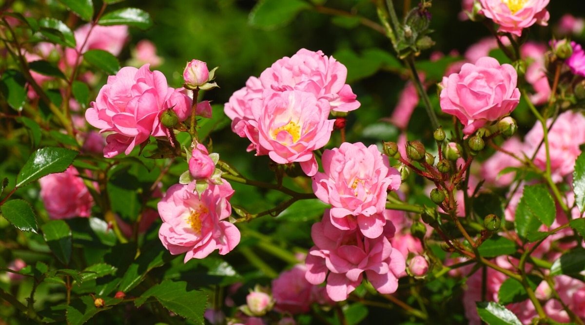 Primer plano de un arbusto floreciente Rosa 'The Fairy' en un jardín soleado.  Las flores son pequeñas, semidobles, en forma de pomón, con estambres de color amarillo brillante en el centro.  Las hojas son de color verde oscuro, brillantes, ovaladas con bordes dentados.