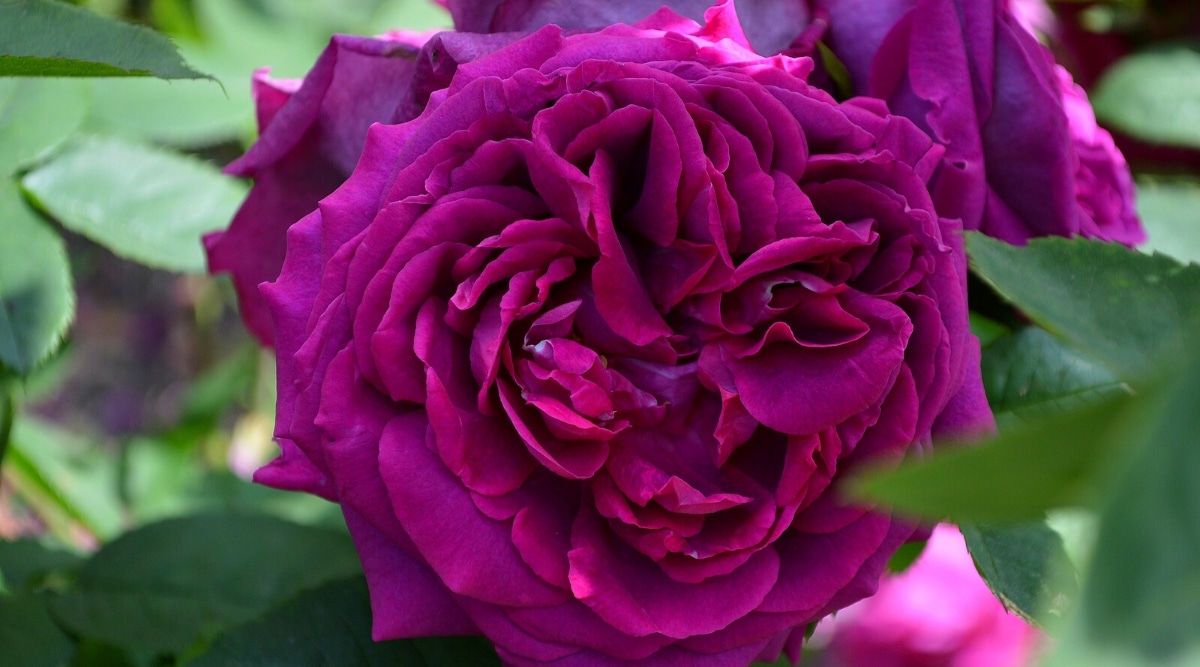 Primer plano de una floreciente rosa 'Twilight Zone' entre follaje verde oscuro.  La flor es grande, doble, con pétalos ondulados de ciruela oscura.