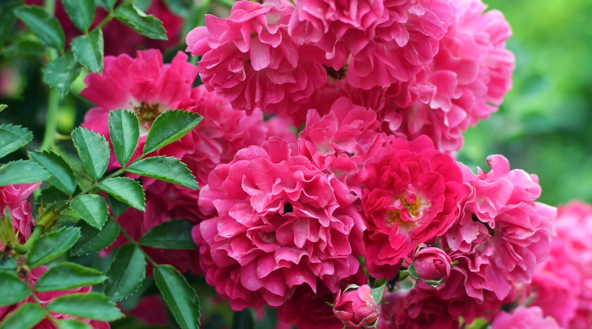 Primer plano de un arbusto floreciente de Rosa 'Zephirine Drouhin' en un jardín, contra un fondo verde borroso.  El arbusto tiene flores dobles exuberantes y abundantes con hermosos pétalos ondulados de color rosa brillante y estambres dorados ligeramente visibles en el centro.
