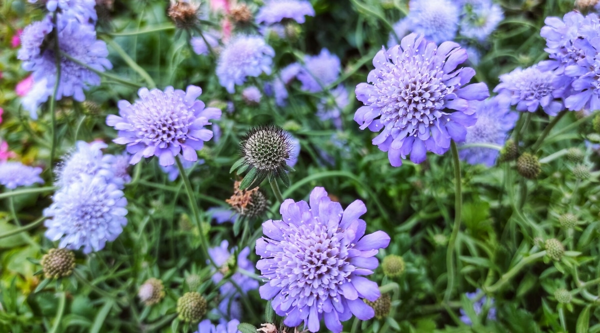 Primer plano de las flores florecientes de Scabiosa en el jardín.  Las cabezas de las flores son pequeñas, de color púrpura pálido, rodeadas de pétalos ovalados y ligeramente alargados.
