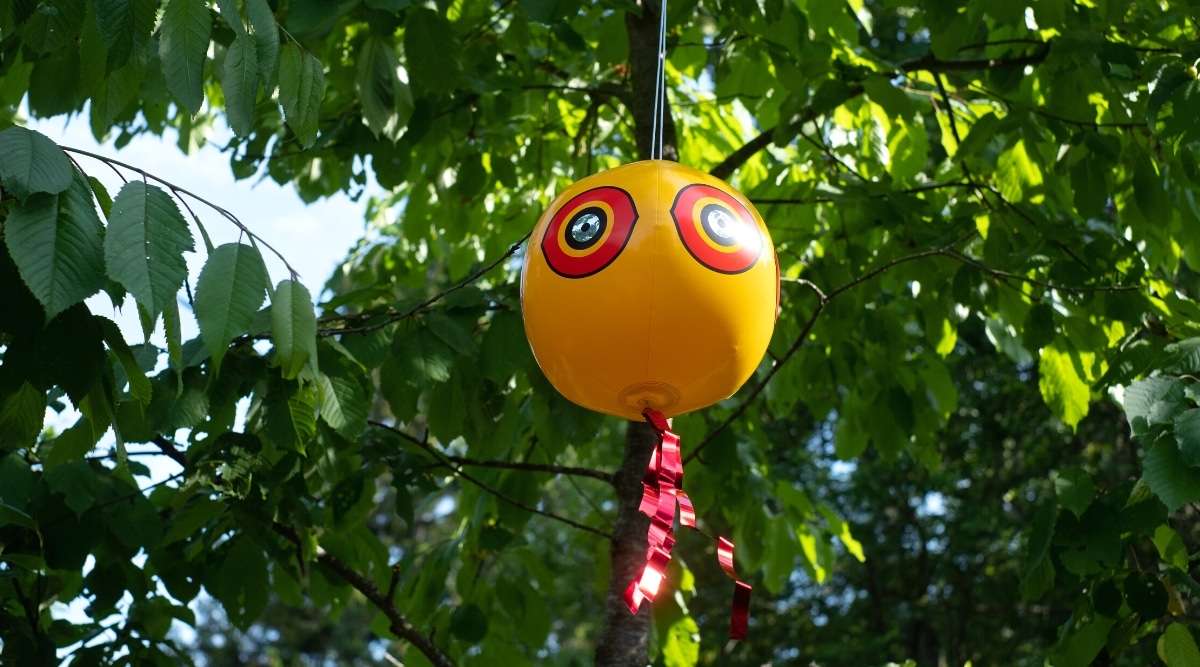Primer plano de una pelota naranja inflable con círculos multicolores que se asemejan a la forma de los ojos, colgando de un árbol en el jardín.  Esta pelota se usa para ahuyentar pájaros.