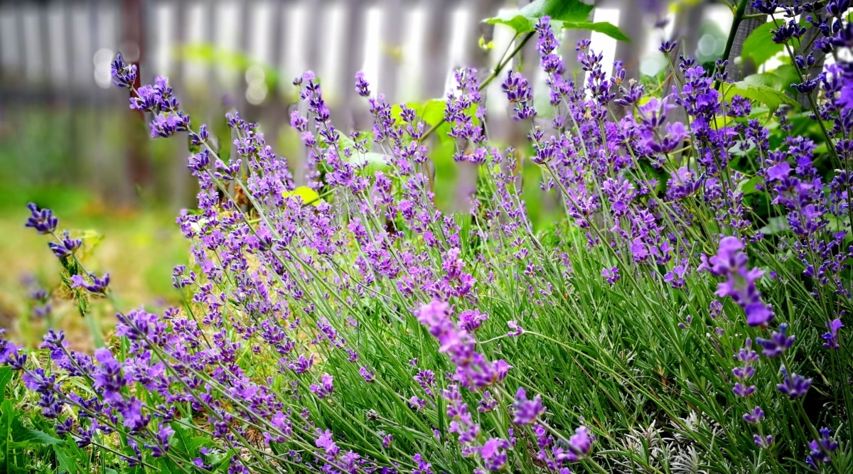 Arbusto de lavanda que crece con flores de color púrpura.  Hay muchas flores saliendo de los tallos de cada tallo.