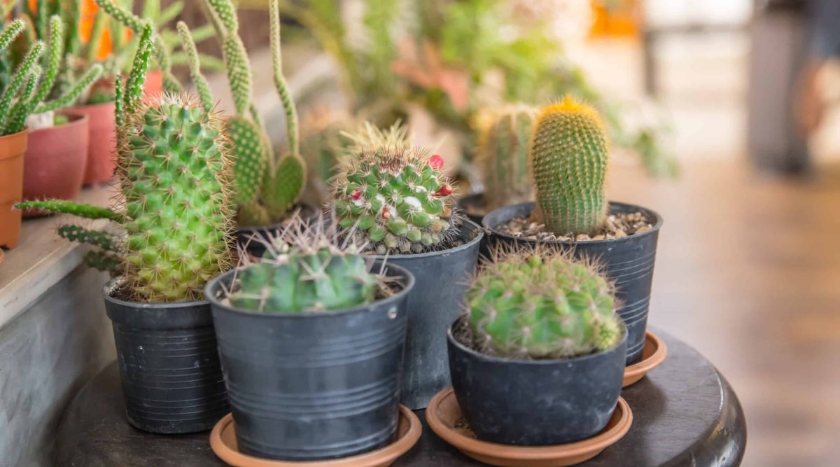 En pequeñas macetas de plástico negro, crecen varios cactus pequeños.  Seis plantas, cada una con un tamaño diferente y una gran cantidad de espinas, están en primer plano.  Las flores emergentes están alrededor de una planta de cactus.